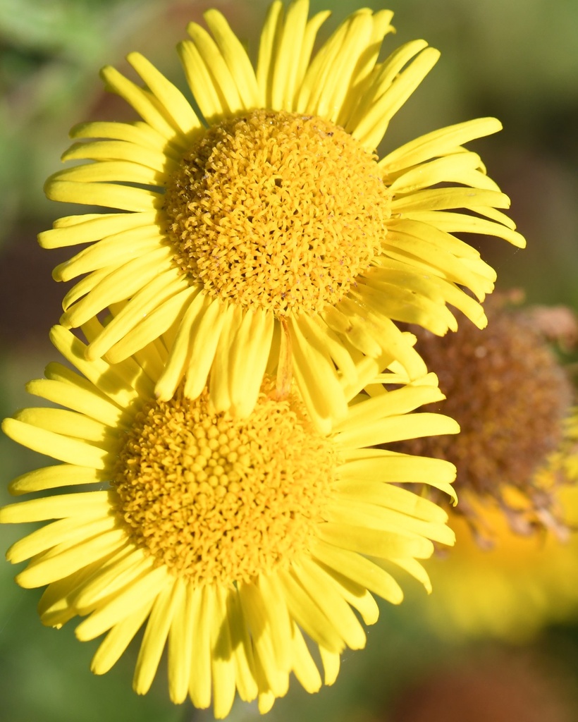 Pulicaria dysenterica (Pulicaire dysentérique)