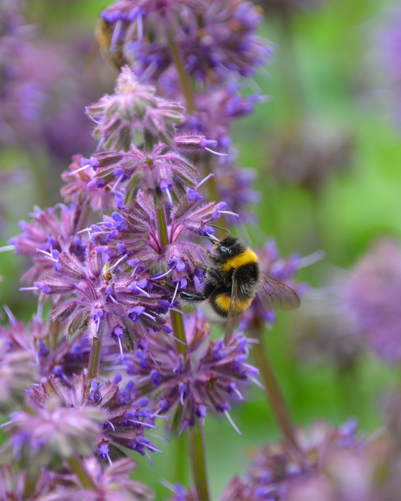 Salvia verticillata (Sauge verticillée)