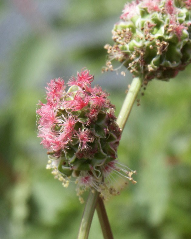 Sanguisorba minor (Petite pimprenelle)