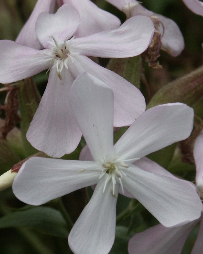 Saponaria officinalis (Saponaire officinale)