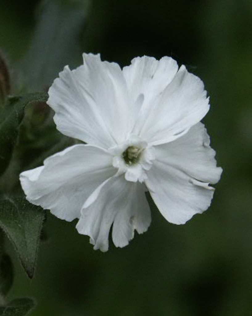 Silene latifolia alba (Compagnon blanc)