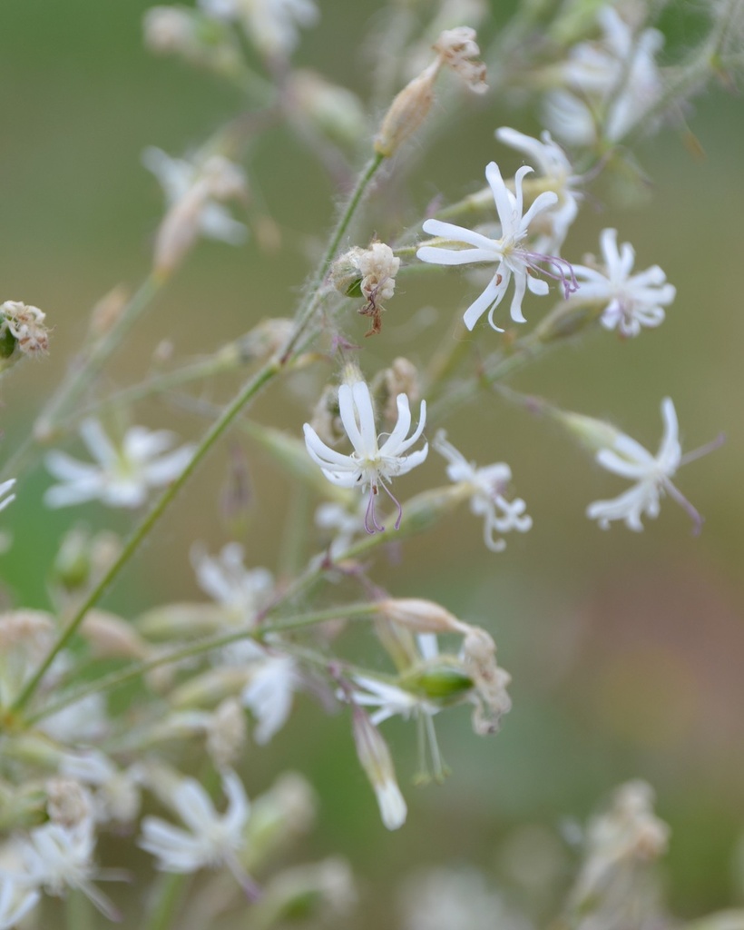 Silene nutans (Silène penché)