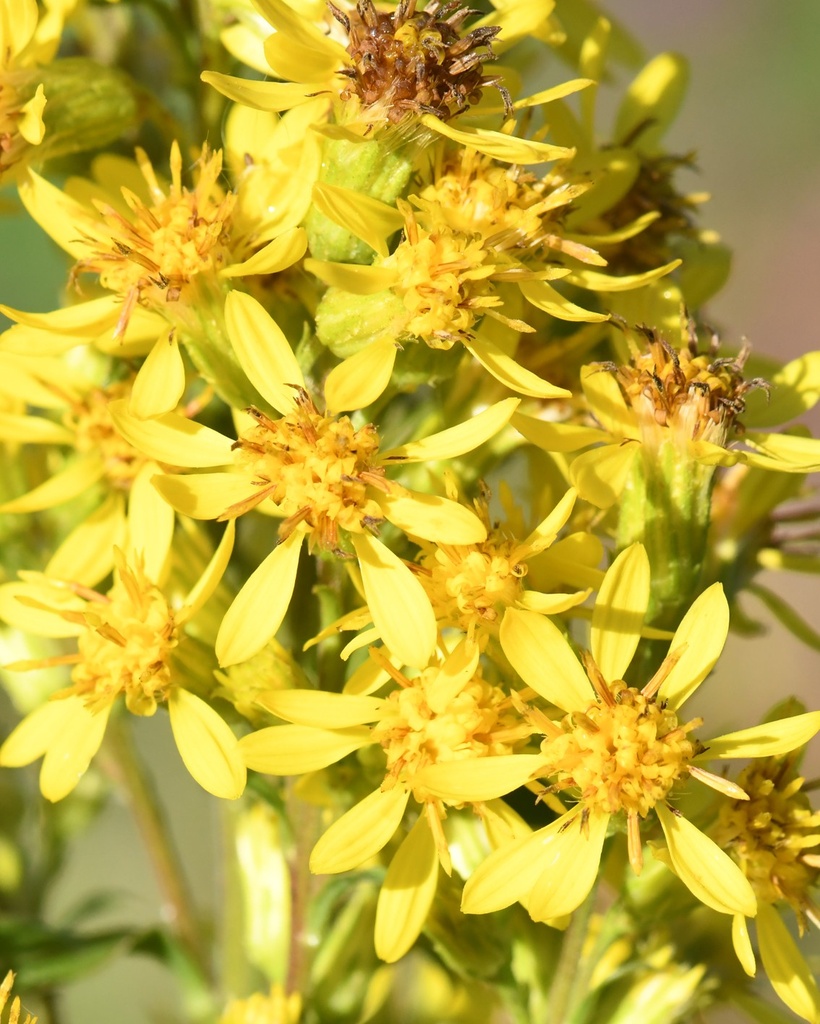 Solidago virgaurea (Verge d'or)