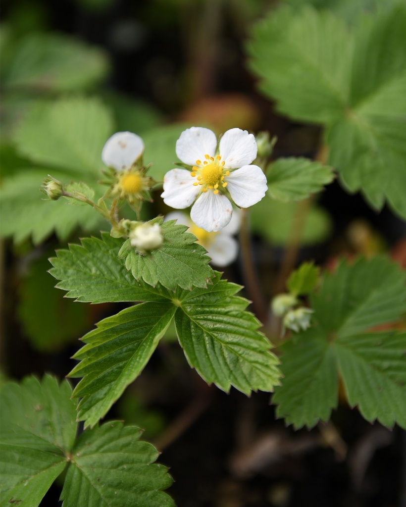 [BIO] Fragaria vesca (Fraisier des bois)