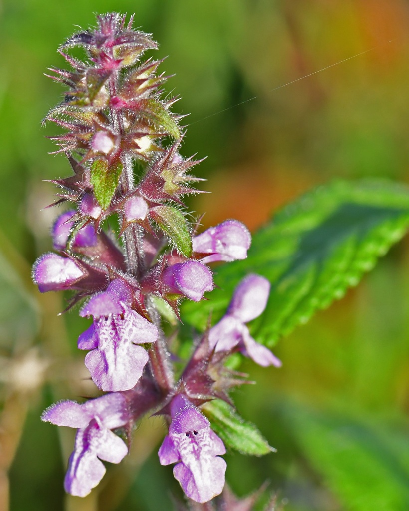 Stachys palustris (Epiaire des marais)