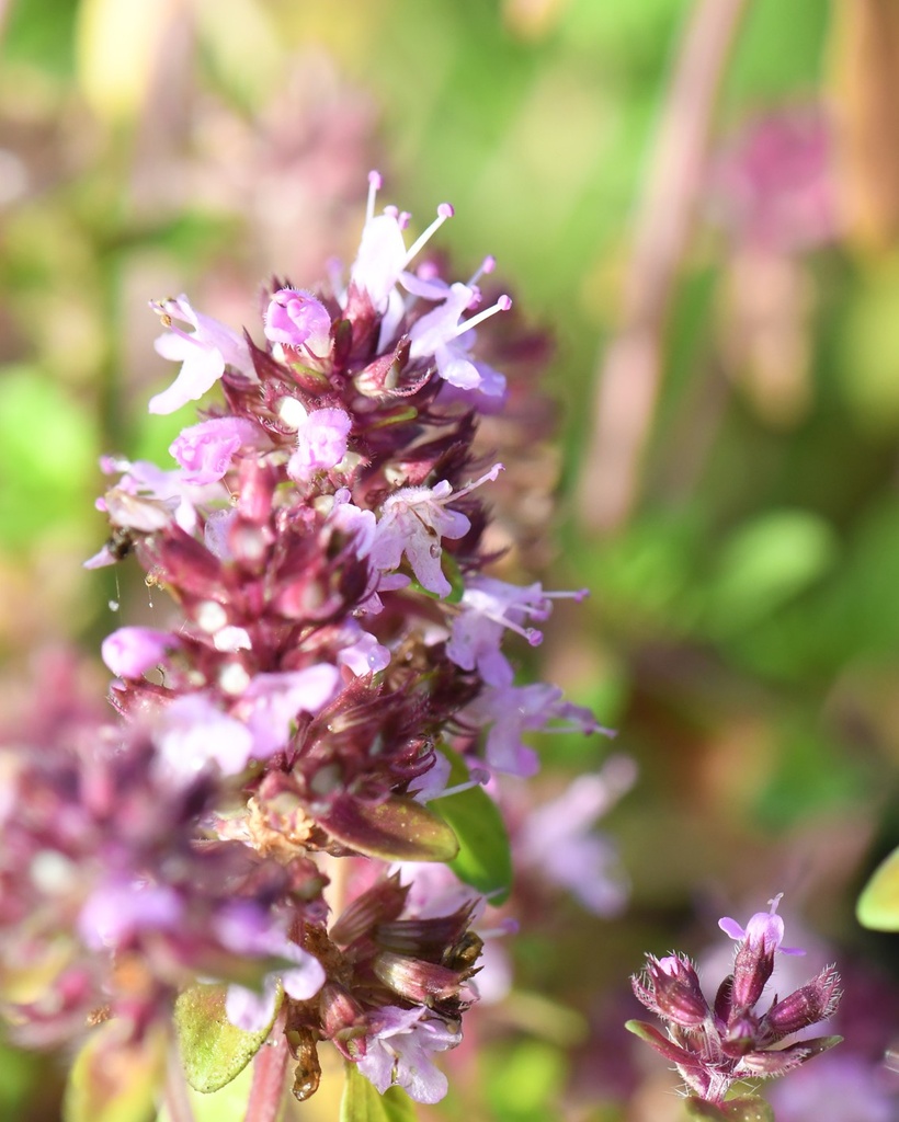 Thymus pulegioides (Serpolet commun)