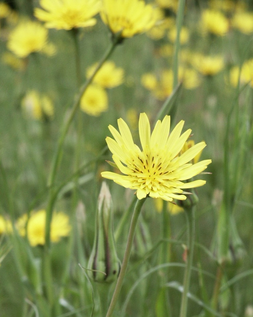 Tragopogon pratensis (Salsifis des prés)