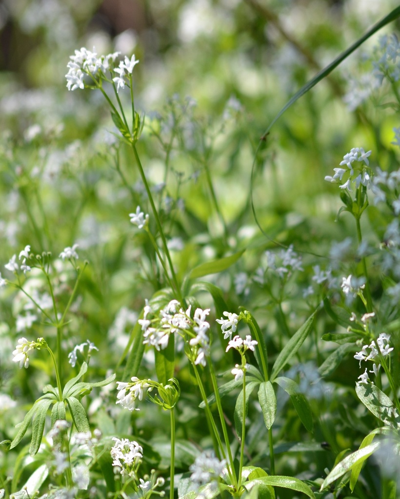 Galium odoratum (Aspérule odorante)