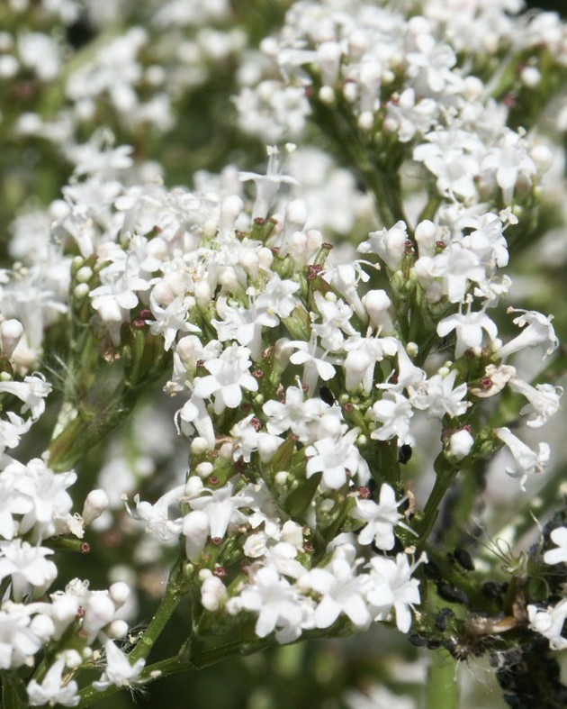 Valeriana officinalis (Valériane officinale)