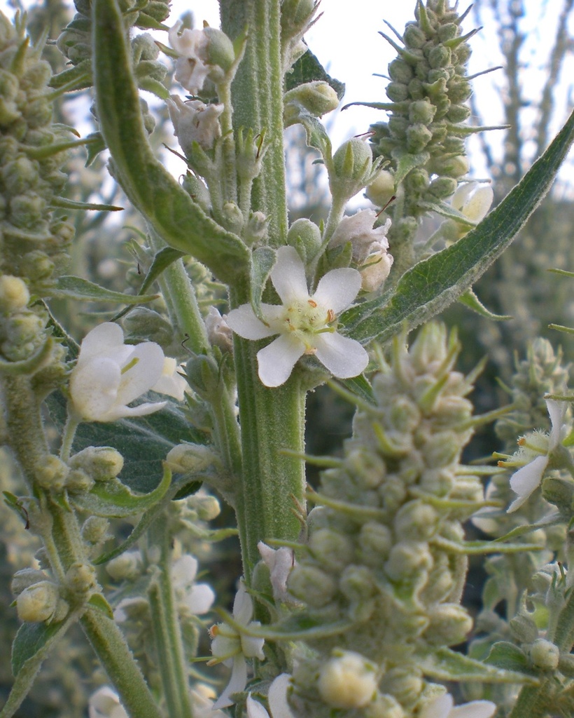 Verbascum lychnitis (Molène lychnite)