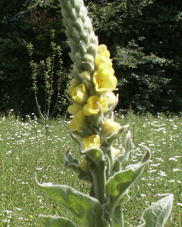 Verbascum thapsus (Bouillon blanc)