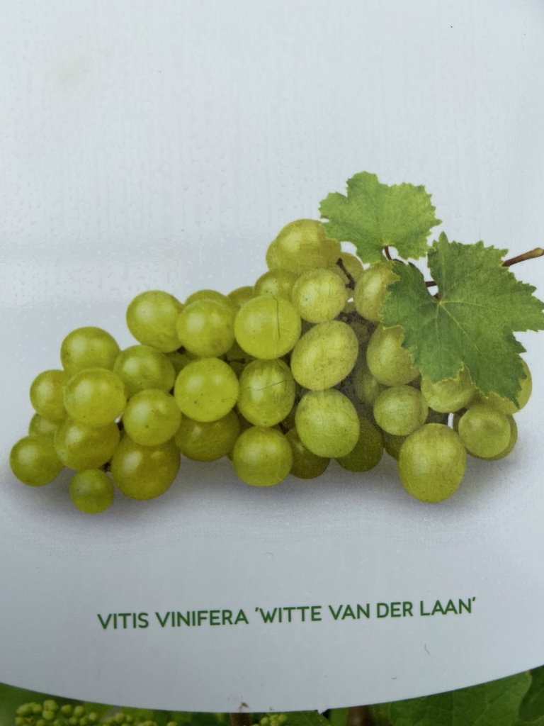 Vitis 'Vroeger Van der Laan'