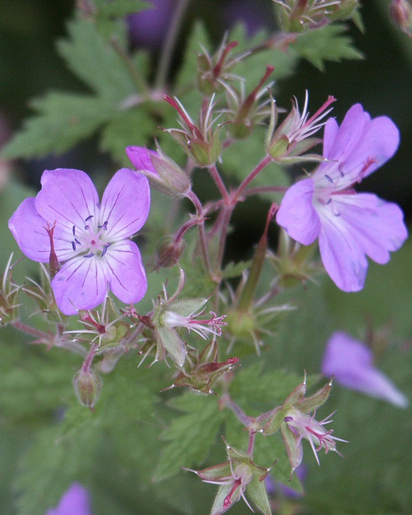 Geranium sylvaticum (Géranium des bois)