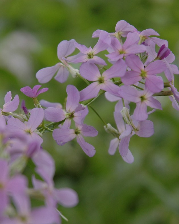 [BIO] Hesperis matronalis (Julienne des dames)