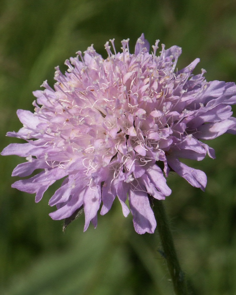 [BIO] Knautia arvensis (Knautie des champs)