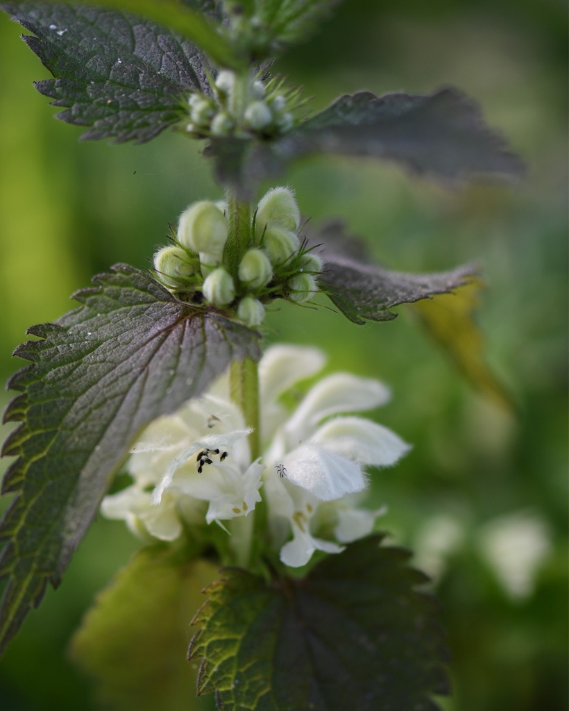 [BIO] Lamium album (Lamier blanc)