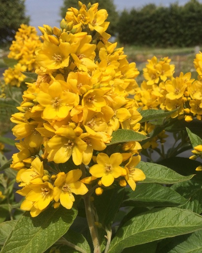 Lysimachia vulgaris (Lysimaque commune)