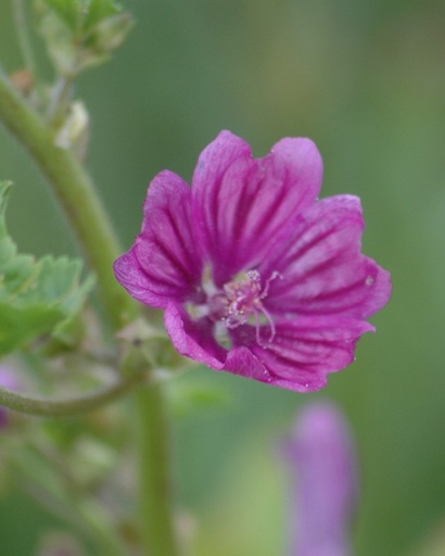 Malva sylvestris (Mauve sauvage)