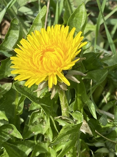 [BIO] Taraxacum officinalis (Pissenlit)