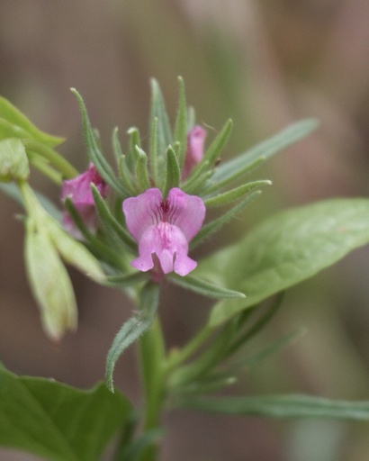 Misopates orontium (Muflier des champs)