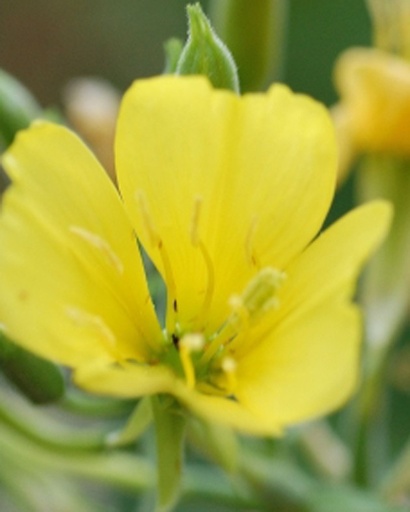 Oenothera biennis (Onagre bisannuelle)