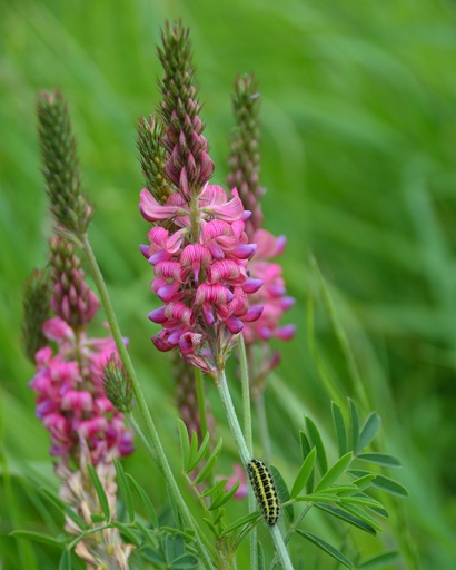 Onobrychis viciifolia (Sainfoin)