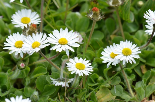 [Pot] [BIO] Bellis perennis (Pâquerette vivace)