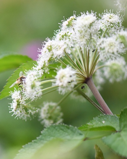 [pot] [BIO] Angelica sylvestris (Angélique sauvage)