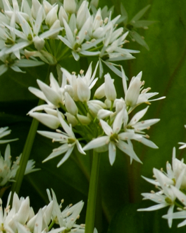 [pot] Allium ursinum (Ail des ours)