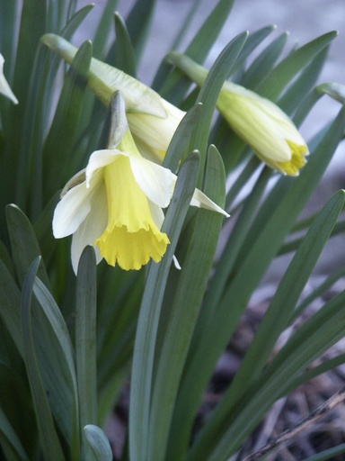 [pot] Narcissus Pseudonarcissus (Jonquille sauvage)