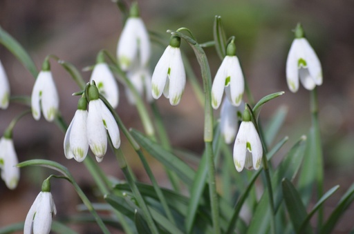 [pot] Galanthus nivalis (Perce-neige)