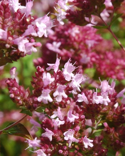 [pot] [BIO] Origanum vulgare (Origan)