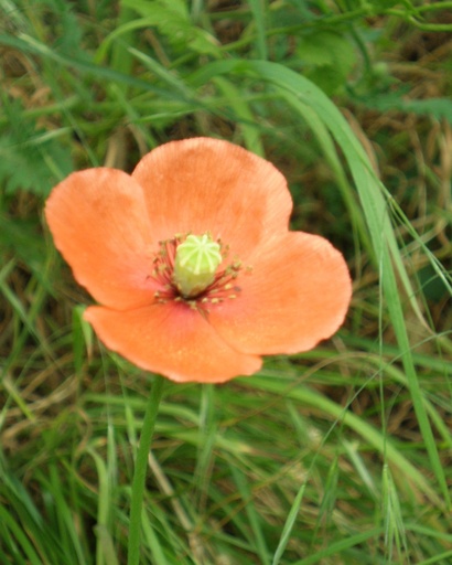 Papaver dubium (Petit coquelicot)