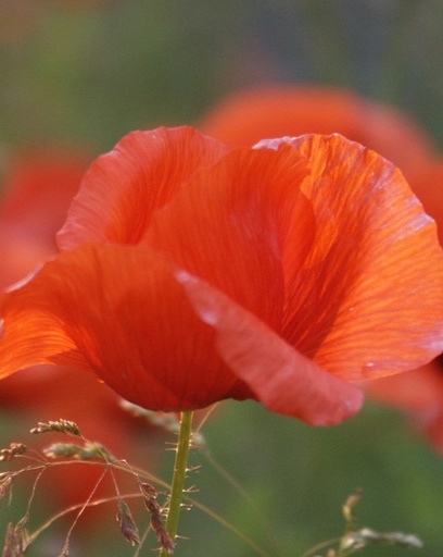 Papaver rhoeas (Coquelicot)