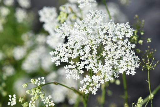 Pimpinella saxifraga (Petit boucage)