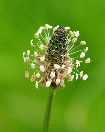 Plantago lanceolata (Plantain lancéolé)