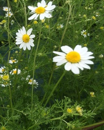 Anthemis cotula (Camomille puante)