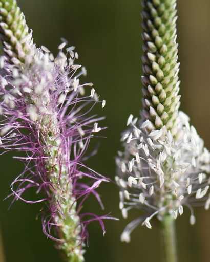 [pot] [BIO] Plantago media (Plantain moyen)