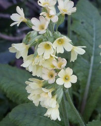[pot] Primula elatior (Primevère élevée)
