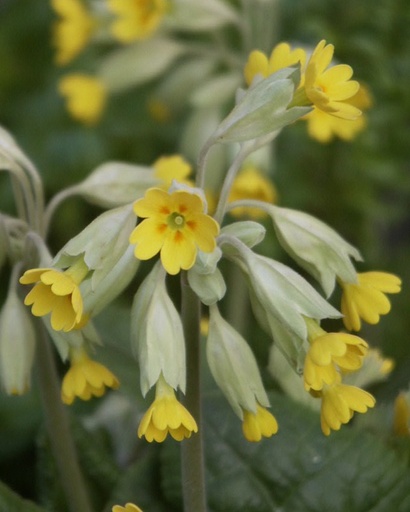 Primula veris (Primevère officinale)