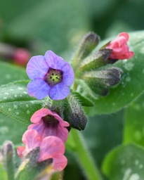 [pot] [BIO] Pulmonaria officinalis (Pulmonaire officinale)