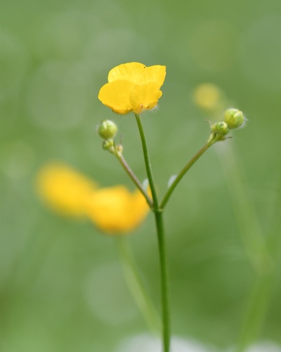 Ranunculus acris (Renoncule âcre)