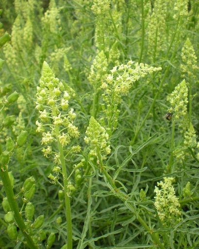 [pot] [BIO] Reseda lutea (Réséda jaune)