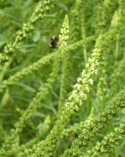 Reseda luteola (Gaude)