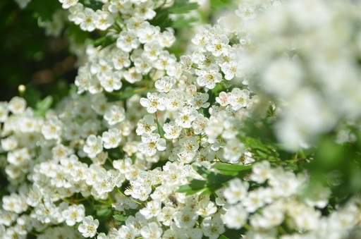 Crataegus laevigata (Aubépine à deux styles)