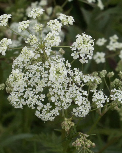 [pot] [BIO] Anthriscus sylvestris (Cerfeuil sauvage)