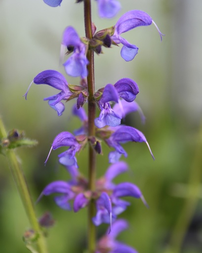 Salvia pratensis (Sauge des prés)