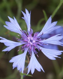 [BIO] Centaurea cyanus (Bleuet)