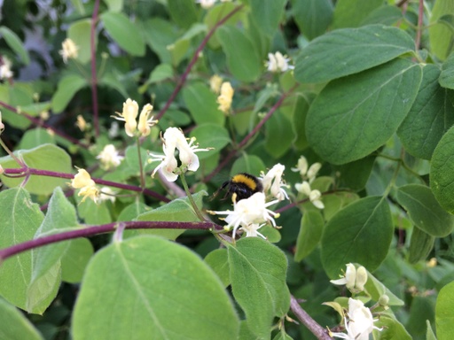 [rn] Lonicera xylosteum (Chèvrefeuille des haies)