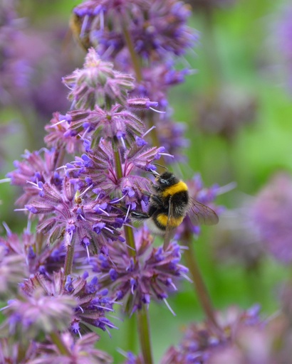 [pot] [BIO] Salvia verticillata (Sauge verticillée)